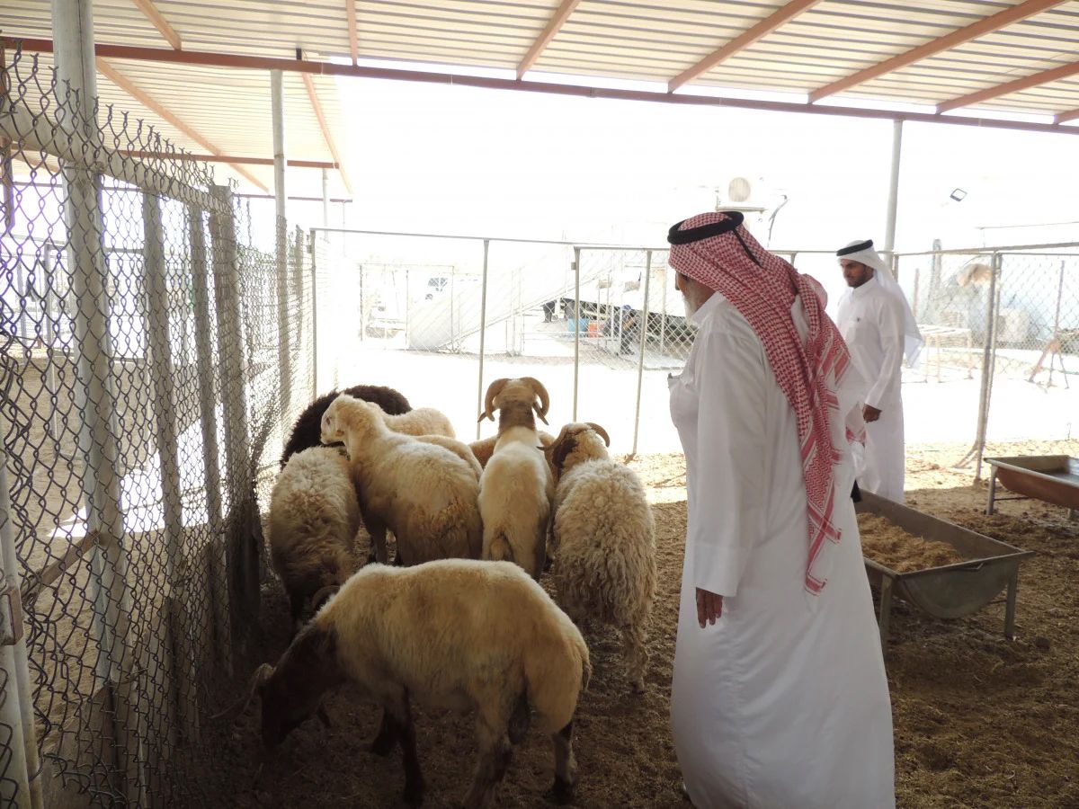 alsharq