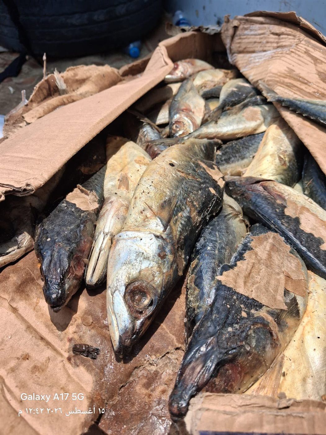 جانب من المضبوطات، فيتو