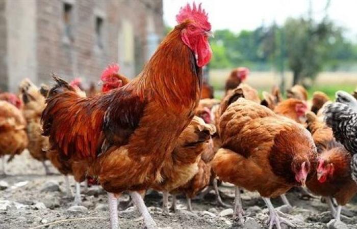 تصل إلى 4 جنيهات، ارتفاع سعر الفراخ اليوم الخميس 27 أغسطس 2026