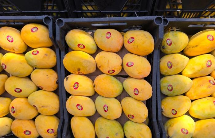 أسعار المانجو اليوم، ارتفاع يصل إلى 10 جنيهات في 6 أنواع منها الفص والصديقة
