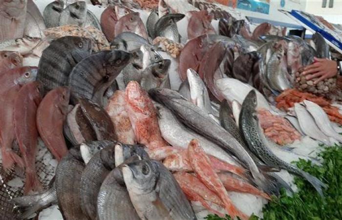 أسعار السمك اليوم، هزة تضرب البلطي وارتفاع المكرونة والبوري 10 جنيهات وقفزة في الجمبري