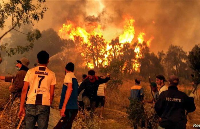مصر تعرب عن تضامنها الكامل مع الجزائر في مواجهة حرائق الغابات