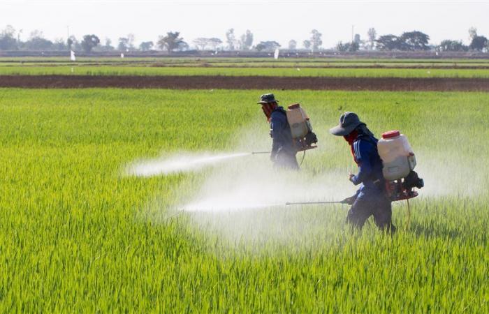 انخفاض اليوريا العادي 833 جنيها، أسعار الأسمدة اليوم في الأسواق