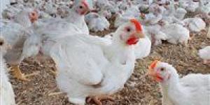 مفاجأة في أسعار الفراخ اليوم بمصر.. البيضاء 63 والبانية 160جنيه