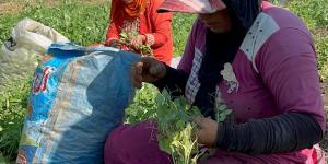 ستات كفر الشيخ .. بطلات خلف الستار يحملن البيوت على أكتافهن