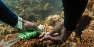كيف أصبحت الشعاب المرجانية كنزا دوائيا؟