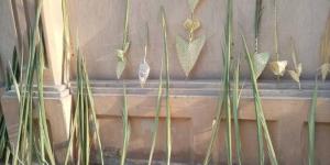 رمز بداية العام والحياة المتجددة.. عيد السعف في مصر تراث فرعوني متجدد