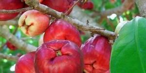 «الروز آبل»... فاكهة استوائية تنمو في الإمارات