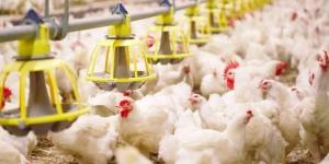 البيئة تؤكد وفرة منتجات الدواجن في الأسواق المحلية