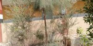 ضمن
      مبادرة
      100
      مليون
      شجرة..
      محافظة
      قنا
      تطلق
      مشروع
      "تكويد
      الأشجار"
      وتكثف
      حملات
      التوعية