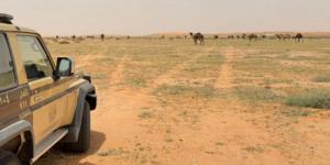 الأمن البيئي يضبط مخالفين لنظام البيئة في محميتي الأمير محمد بن سلمان والملك عبدالعزيز ويؤكد العقوبات