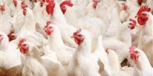 تحركات
      سوق
      الدواجن..
      سعر
      الفراخ
      البيضاء
      اليوم