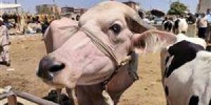 هل
      يجوز
      شراء
      الأضحية
      بالتقسيط؟..
      أمين
      الفتوى
      يجيب