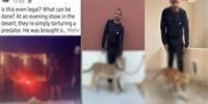 يقدم
      عروض
      ترفيهية..
      ضبط
      شخص
      بحوزته
      أسدين
      بدون
      ترخيص
      في
      جنوب
      سيناء