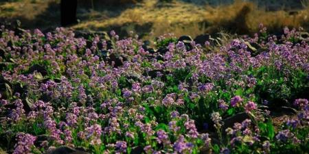 النباتات الطبية.. المساحات لجازان والإنتاج للمدينة