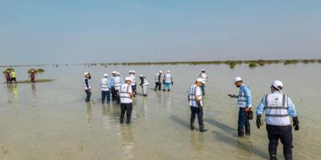 المانجروف الرقمية على شواطئ رابغ