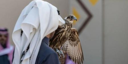 227 صقرًا تشارك في 7 أشواط للهواة المحليين بمهرجان الملك عبدالعزيز للصقور 2025 في يومه الرابع