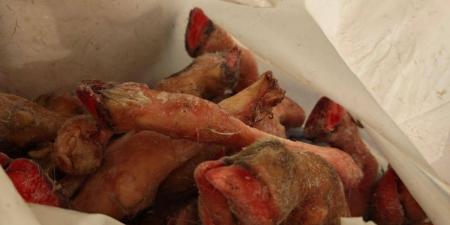 أمانة جدة تتلف 4 أطنان من اللحوم الفاسدة وتغلق مواقع مخالفة شرق المحافظة