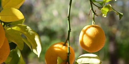 بدء موسم جني الحمضيات بالعلا