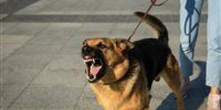 رعب
في
الصف..
كلب
ضال
يهاجم
الأهالي
ويصيب
11
شخصًا
بينهم
أطفال