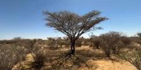 اقتصاد
      الرماد:
      الحرب
      في
      السودان
      تحول
      الغابات
      إلى
      سلعة
      لفقراء
      النازحين