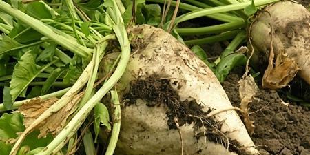 من
الحقل
للمصنع
..
حصاد
البنجر
بالشرقية
يتخطى
90
ألف
فدان
ويدعم
الاقتصاد
المحلي