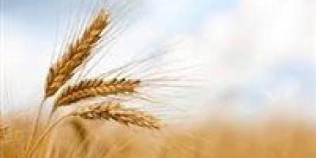 هل
      تساهم
      زراعة
      أسطح
      المنازل
      في
      تحقيق
      الاكتفاء
      الذاتي
      للأسر
      المصرية؟