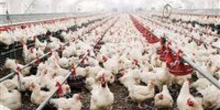 الدواجن اليوم.. سعر الفراخ البيضاء للمستهلك في الأسواق والمزارع