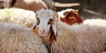 دليل
      أسعار
      الأضاحي
      2026
      في
      الأسواق
      المصرية
      مع
      قرب
      حلول
      العيد