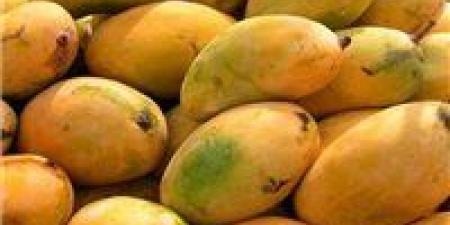المانجو
      في
      خطر..
      تحذيرات
      من
      تأثير
      التقلبات
      الجوية
      على
      المحاصيل
      الزراعية