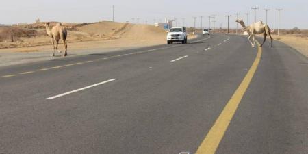 436 حادثا بسبب الحيوانات السائبة