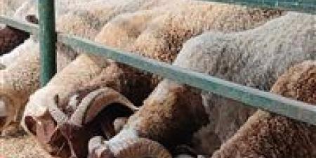 تحذيرات
من
خطورة
ذبح
الأضاحي
في
الشوارع..
يهدد
الصحة
العامة
وينقل
الأمراض