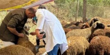 الإفتاء: تجنب ذبح الأضحية أمام الحيوانات الأخرى حتى لا تصاب بالخوف والتوتر