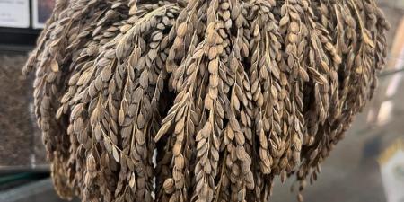 سعره
      يتخطي
      الـ
      600
      جنية
      ..
      الأرز
      الأسود
      قيمة
      غدائية
      وعلاجية
      علي
      مائدة
      المصريين