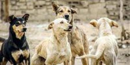 السجن
      المؤبد
      وغرامات
      بالملايين..
      عقوبات
      رادعة
      لاستخدام
      الكلاب
      والحيوانات
      الخطرة
      في
      التعدي
      على
      المواطنين