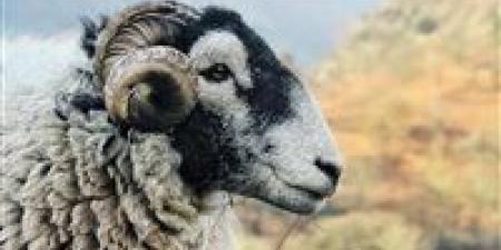 الحبس
والغرامة
ومصادرة
الأضحية
عقوبات
الذبح
خارج
المجازر