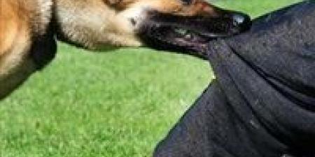 كلب شرس يعقر 6 أشخاص بينهم أطفال في دار السلام بسوهاج