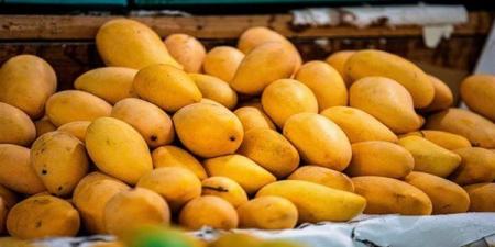 أسعار
المانجو
اليوم،
6
أصناف
"تغري"
المصريين
والعويسي
لـ"الفرجة"