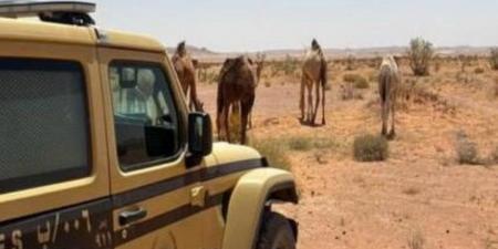 الأمن
البيئي
يضبط
مخالفين
للرعي
المحظور
وإشعال
النار
داخل
محميتين
ملكيتين