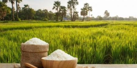 تعرف
      على
      سعر
      الأرز
      في
      الأسواق
      اليوم
      الإثنين