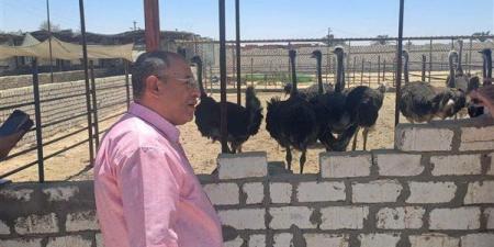النعام ثروة قومية، وكيل الزراعة بالإسماعيلية يوجه بدعم القطاع لزيادة الإنتاج (صور)