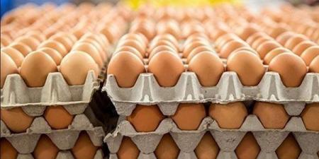 سعر كرتونة البيض اليوم السبت في بورصة الدواجن