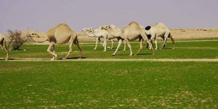 تحديث إلكتروني لسجلات الثروة الحيوانية