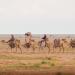 مسميات الإبل .. أرث لغوي يوثق مراحل نموها في الموروث العربي