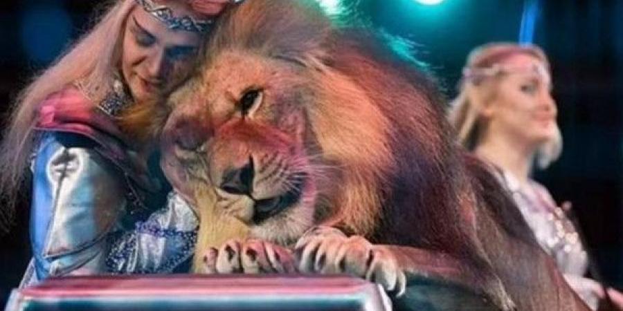 أسد يهاجم مدربًا خلال عرض بالسيرك .. إصابة خطيرة وسط فزع الجمهور