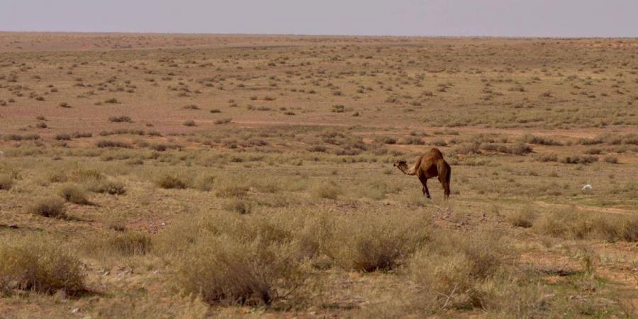 محمية الإمام تركي الملكية تفعل اليوم العالمي لمكافحة التصحر