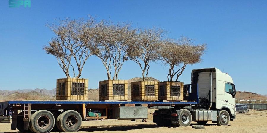 نقل 5 أشجار معمرة في المدينة من منطقة مشروع تجاري إلى مناطق تنمية الغطاء النباتي