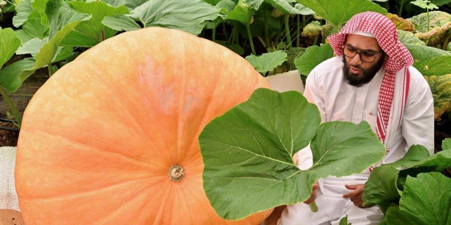 القرع «فاكهة الخضار» تفرض حضورها في القصيم بأنواع متعددة