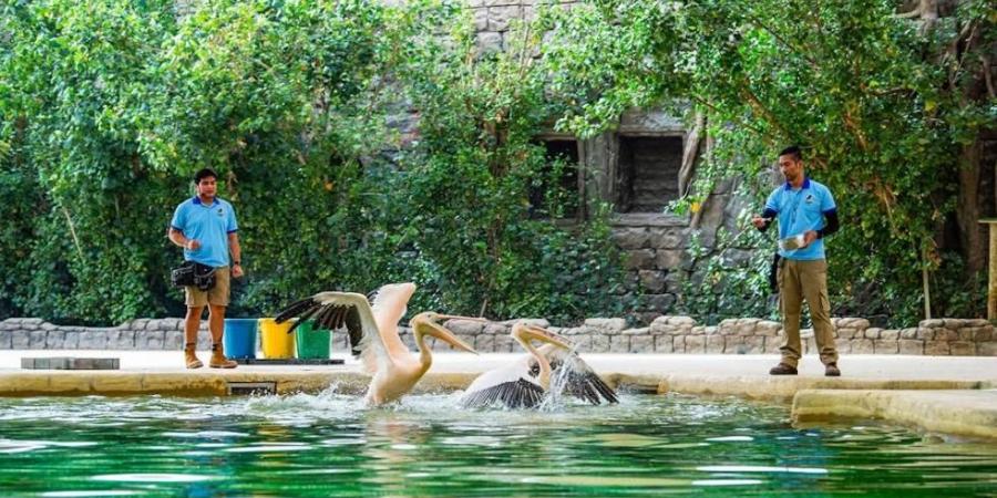 سفاري دبي.. عالم مذهل من المغامرات والحيوانات النادرة