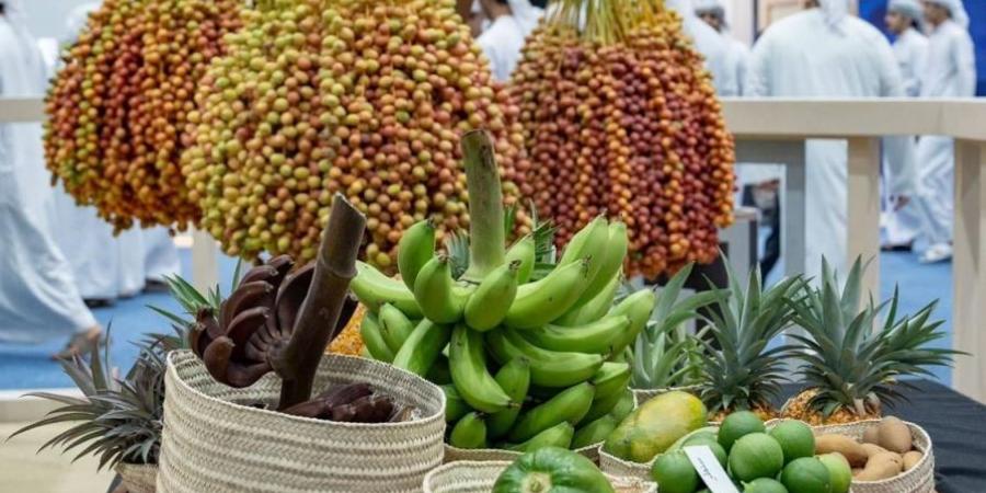 مهرجان ليوا للرطب يستقطب 144.6 ألف زائر